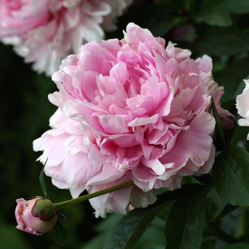 Peony scented mix bare roots - peony,