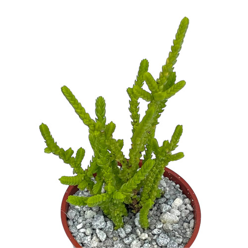 Crassula muscosa acuminata - crassula,