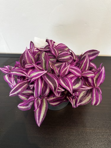 Tradescantia pink paradise - tradescantia,