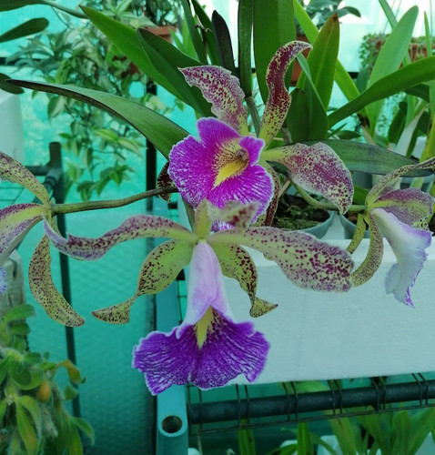 Fragrant cattleya felipe - fragrant, /