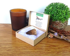 100% Genuine Large Mosasaur Tooth Fossil Morocco in Presentation Box 40-45mm