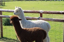 100% Raw Alpaca Fleece Blanket