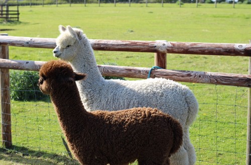 100 raw alpaca fleece - 100%,