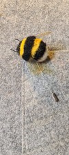 Handmade, Hand Crafted  Needle Felted Bumblebee Pin/Brooch By Timefeltcreations 