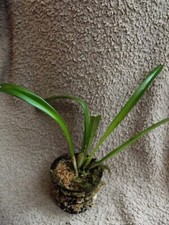 Rare Dracula alcithoe orchid