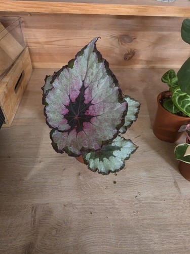 Begonia spirit kwale - begonia,