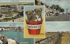SKEGNESS Two Puppies in a