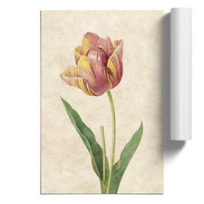 Pink Tulip Flowers Vintage