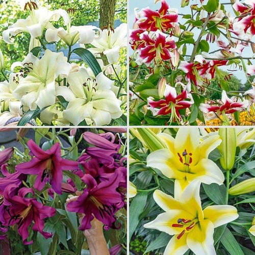 Giant tree lily mixed - x3,