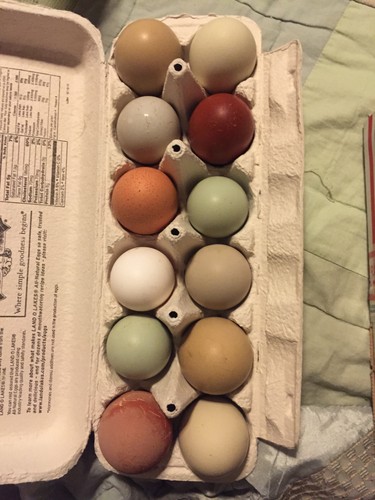 Rainbow hatching eggs - 12+,
