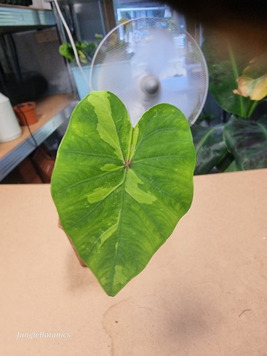 Colocasia lemon lime - colocasia,