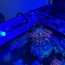 Red Bubble Tip Anemone.Note Rock s Do Not Come With Bubble Tip.