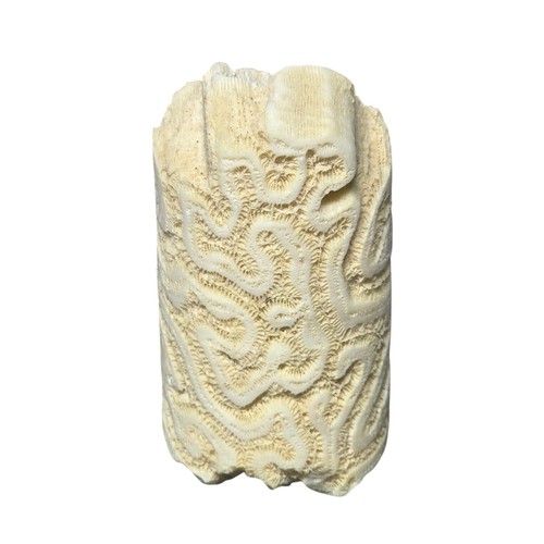 Natural brain coral skeleton - brain,