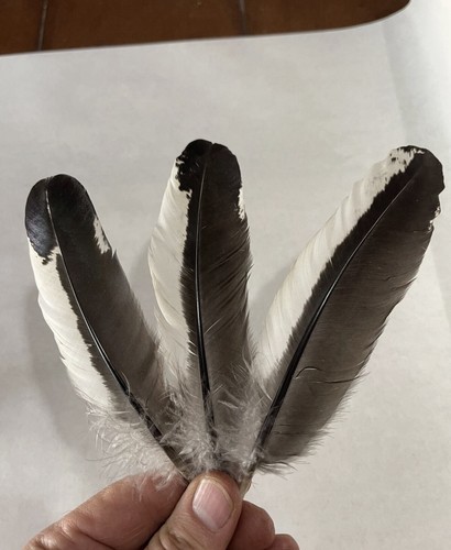Colorful bird feathers 11 - bird,