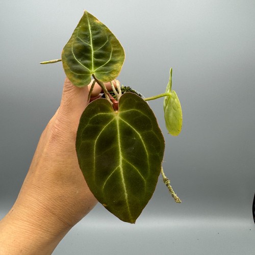Anthurium black velvet rare - black,