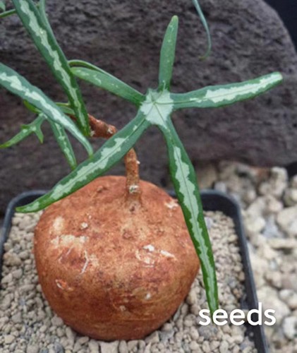 Adenia kirkii seedss - ,