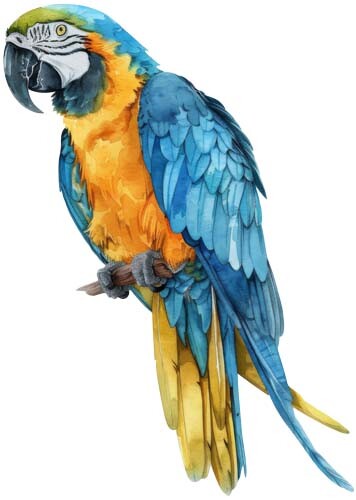 Colour blue macaw parrot bird - blue,