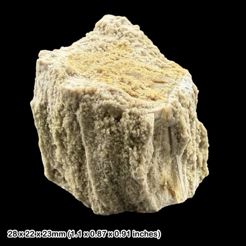 Fossil wood purbeck group - fossil,