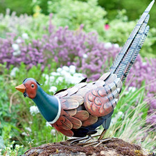 Metal feeding pheasant - feeding,