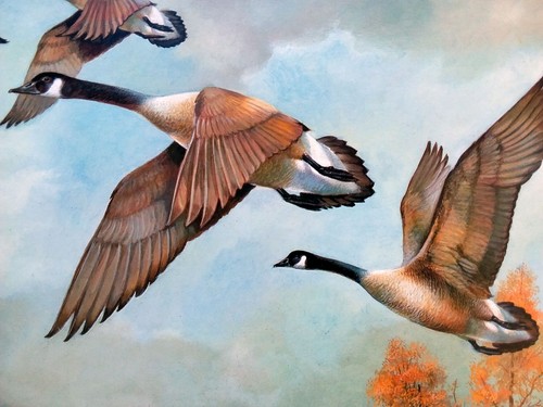 Canada geese by ruane - ,