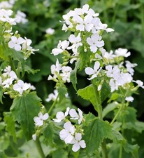 Honesty white x 1 plug plants