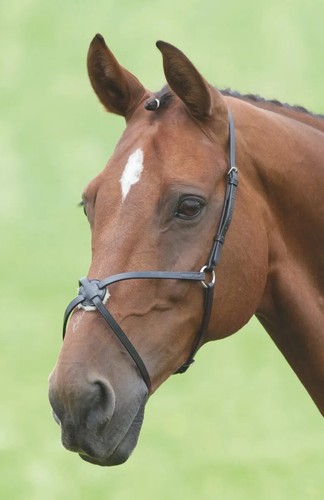 Shires mexican grackle - shires,