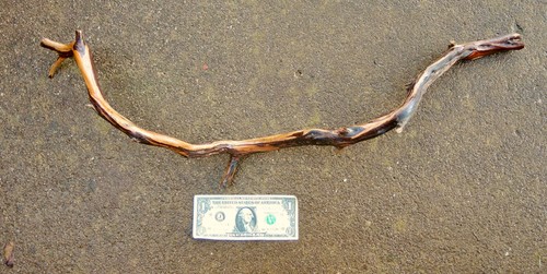 Natural manzanita branch - manzanita, 29"