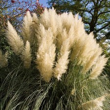 Cortaderia green goblin pampas - cortaderia,