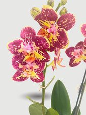 Phalaenopsis Strawberry Cake