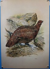 Maurice Pledger Game Birds