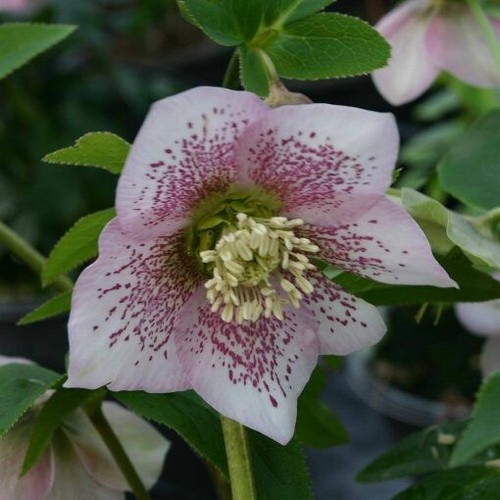 Hellebore single pink spotted - pink,