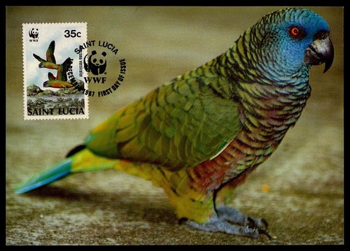 Lucia birds parrot blue - birds,