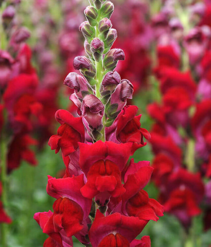 Antirrhinum majus potomac red - antirrhinum,