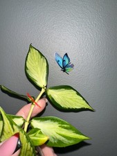 Hoya Polyneura Inner