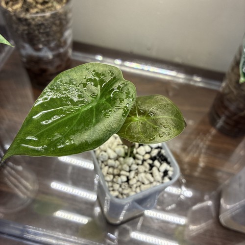 Alocasia wentii small - alocasia,