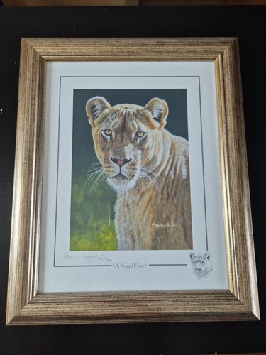 Stephen gayford wild - stephen, about