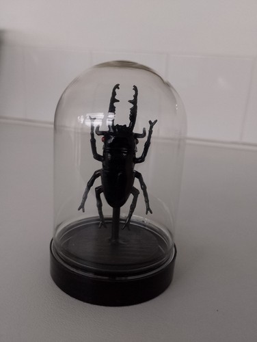 Stag beetle insect bug - stag,