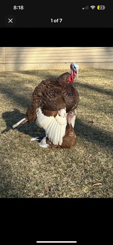 Red bourbon turkey - red,