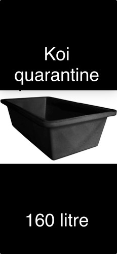 Koi carp pond - carp, quarantine/grow