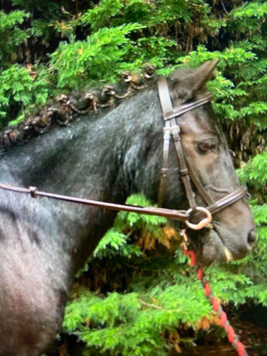 Pretty pony flash bridle - pony,