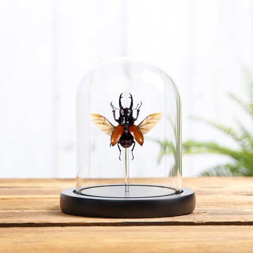 Stag beetle glass dome - in,