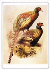Common Pheasant Bird Print Old Vintage Picture Josef Wolf 1979 TGBI#123