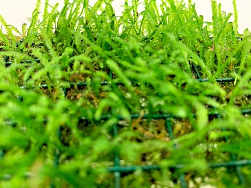 Java moss net pad - java,