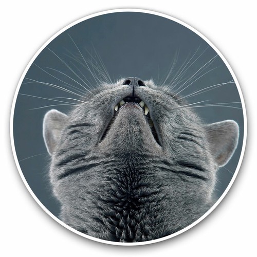 Vinyl stickers 15cm - 2,