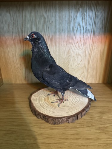 Black green tinted taxidermy - green,