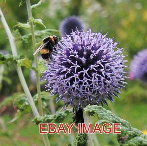 Photo globe thistle - photo, with