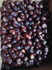 500 x Conkers Horse Chestnuts