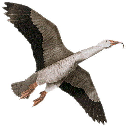 Jackite blue goose - goose, kite
