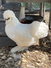 6+ PUREBRED SILKIE Fertile