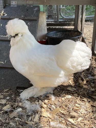 Purebred silkie fertile - 8+,